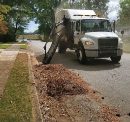 Seasonal Leaf Collection